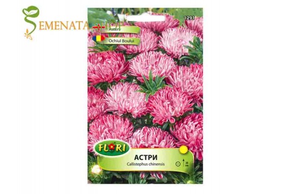 Семена на Астри (Богородички)